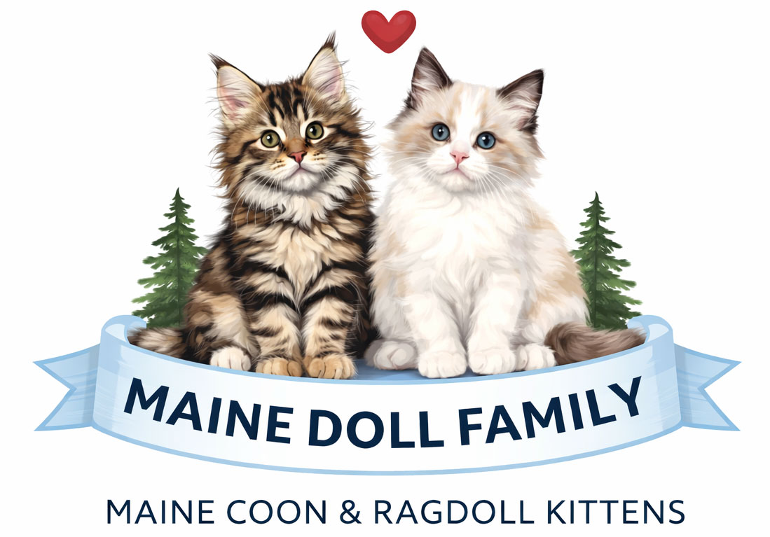 Dashing Dachshund Pups